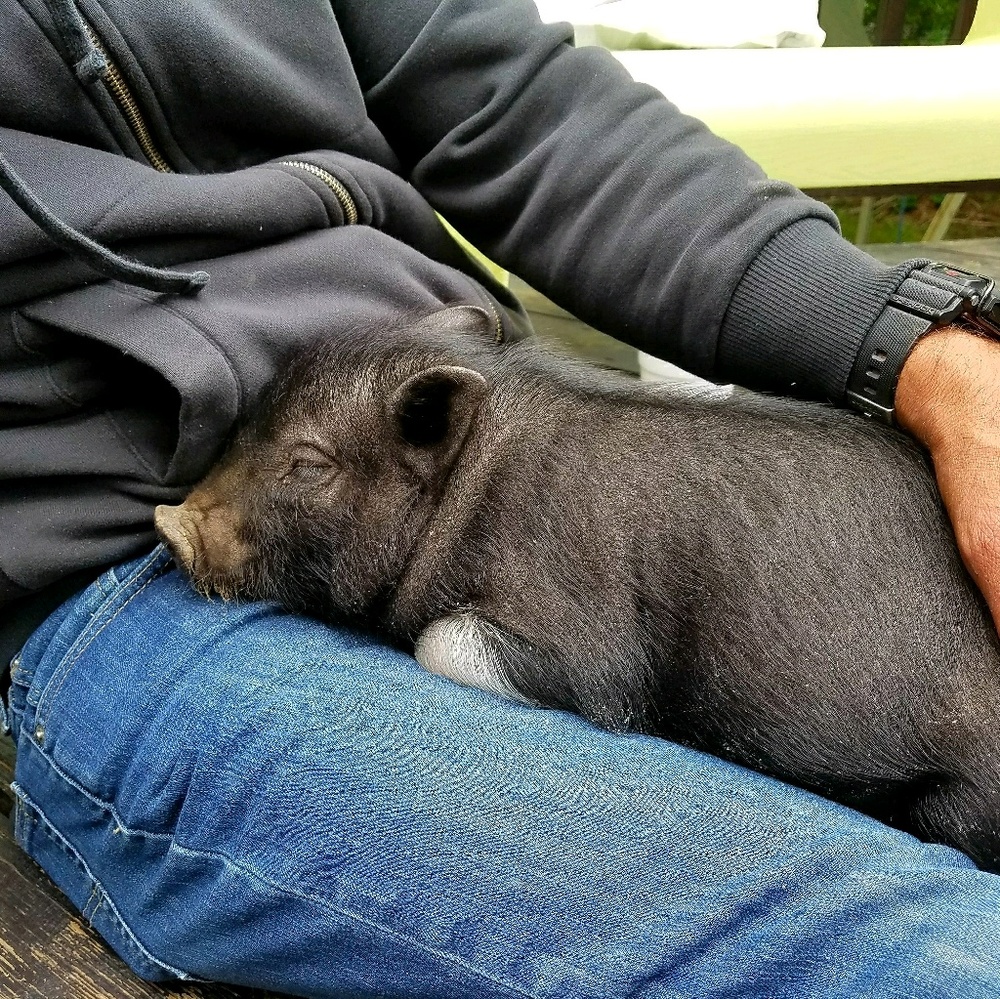 Meet your Posher, Ella